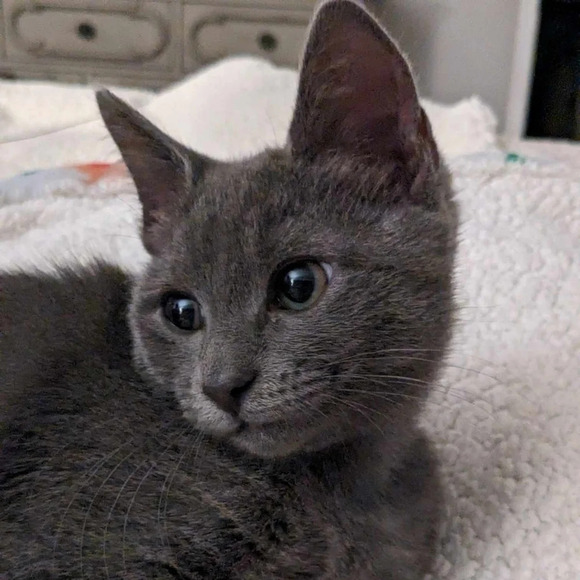 Wooden hand carved cat statue figurine long lanky kitty cherry wood color - Picture 7 of 8